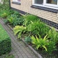 Amersfoort-hovenier/tuinonderhoud/vaste-planten-border