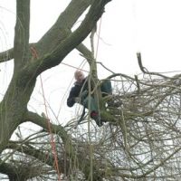 amersfoort-tuinman/boomverzorging