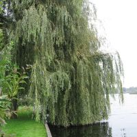 amerfoort-tuinman/boomverzorging/snoeien-treurwilg