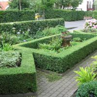 amersfoort-tuinman/tuinonderhoud/buxus_appeltaart.JPG