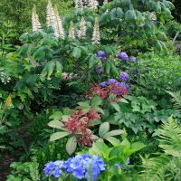 amersfoort-tuinman/vaste planten borders/vaste_planten_borders_1.JPG