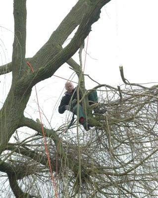 amersfoort-tuinman/boomverzorging